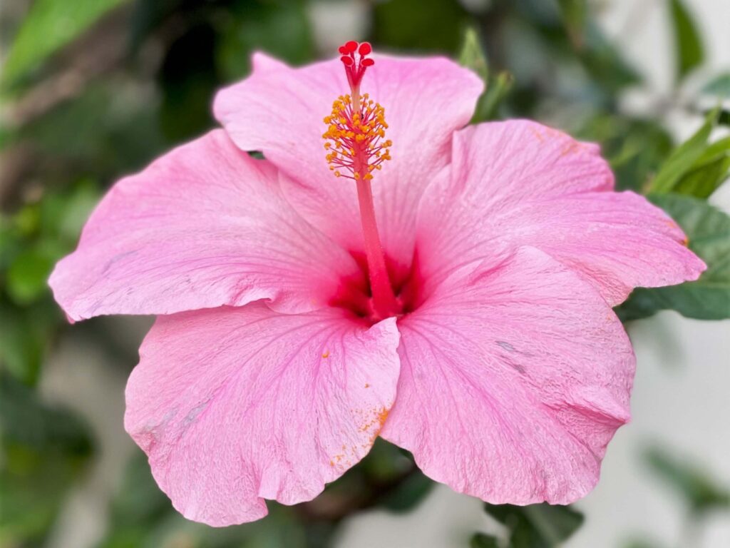 Pink hibiscus flower blooming